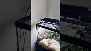 Psammophis Schokari Setup Update [upl. by Ahsi]