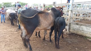 FEIRA DE GADO EM CAMPINA GRANDEPB 27032024 COM PREÇO MUITO BAIXO [upl. by Leena]