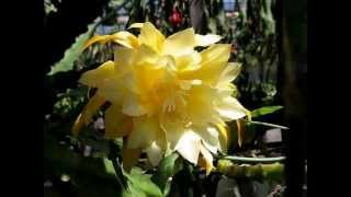 Epiphyllum [upl. by Stargell]