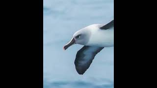 Do you Know  Gray Headed Albatross can [upl. by Josepha]