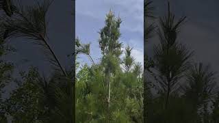 Pinus strobus Fastigiata [upl. by Annert]