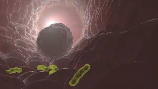 macrophage eating bacteria in 3D animation [upl. by Nasho]