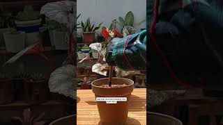 Begonia stem cutting propagationBeginner tips propagation houseplant [upl. by Puglia648]