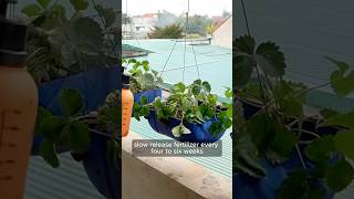 DIY Hanging Strawberry Garden ANYONE Can Make [upl. by Meehahs111]