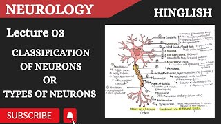 Types of Neurons  Sensory amp motor neuron  Golgi Type 1 amp Golgi Type 2 Neuron  uni bi amp multipolar [upl. by Morrie]