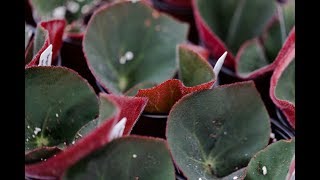 BEGONIA PROPAGATION — Ep 039 [upl. by Enrol]