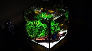 NO filter NO CO2 NO Ferts Nano Tank [upl. by Charla]