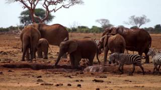 Tsavo East National Park  Kenya  September 2011 HD [upl. by Natalia]