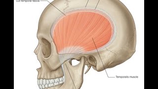 Temporal and infratemporal fossa [upl. by Chet603]