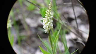 Polygala senega Seneca Snakeroot [upl. by Eedissac]