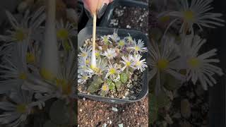 Pollination succulents shortvideo succulentlife indoorgardening garden houseplants nature [upl. by Cummins]