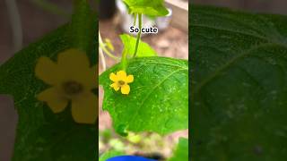 Cucamelon Blooms Finally garden backyardgardening homesteading containergarden homegarden [upl. by Ailen]