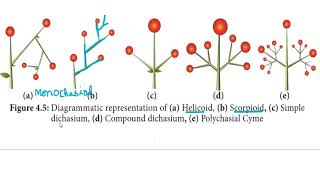 Types of Cymose inflorescence Reproductive morphology in tamil [upl. by Tuddor]