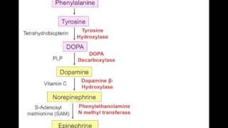 USMLE Catecholamine synth [upl. by Ylak]