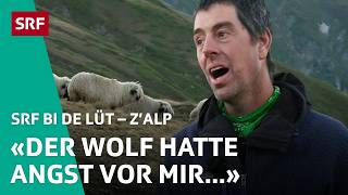 Wolfsangriff kurz vor Alpabzug – Joshuas Angst wird wahr  ZAlp – SRF bi de Lüt  2024 – 44  SRF [upl. by Kerwon]