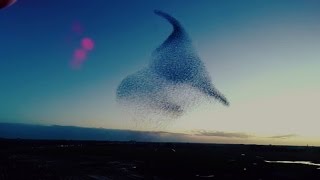 Murmuration of Birds droneview de dans van de Spreeuwen [upl. by Laerol]