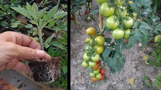 Semillero de TOMATES [upl. by Htebsil]