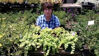 Creeping Jenny  A Beautiful Ground Cover  Lysimachia nummularia [upl. by Giule]