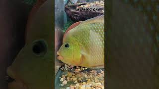 Handsome male Mesoheros Festae Red Terror Cichlid [upl. by Notrab514]