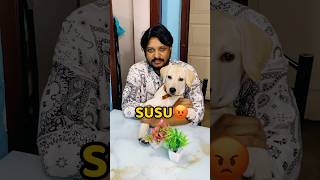 Pogo Dining Table Pe Susu Kar Diya😡😡 shorts vlog minivlog puppy labrador [upl. by Harihs743]