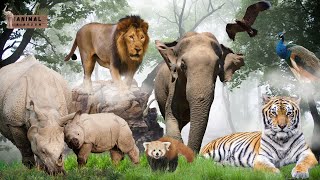 Discovering Indian Animals A Fun and Educational Wildlife Adventure [upl. by Sheldon]