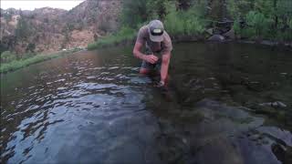 Fly Fishing the Merced River [upl. by Raman]