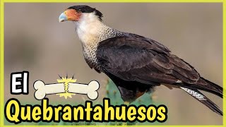 Ave CARACARA QUEBRANTAHUESOS Mini Documental del Carancho [upl. by Ayotan692]