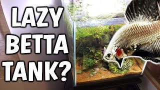 WHATS A LAZY BETTA FISH TANK [upl. by Francesca740]