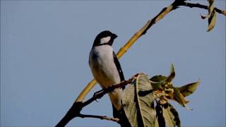 Bigodinho cantando e se alimentando na natureza um show de pássaro [upl. by Adara92]