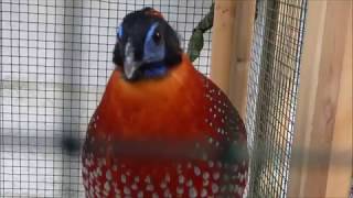 SHOW Merelbeke Beautiful Pheasants and ornamental birds [upl. by Manuela]