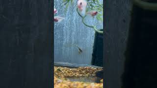 Otocinclus Catfish freshwatertropicalfish aquaticplants aquariumsupplies livefishforsale [upl. by Morehouse933]