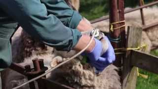 How to guide for oral drenching sheep Sterimatic amp Hook Norton vets jul14 [upl. by Rayle631]