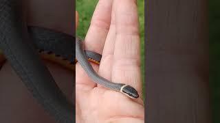 Americas most gentle snake Everything you need to know about Ringnecked Snakes [upl. by Aihtenyc]