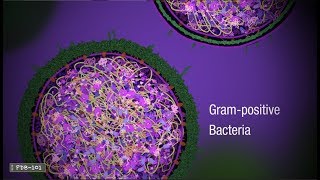 Penicillin and Antibiotic Resistance from PDB101 [upl. by Tebazile327]