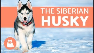 All About the Siberian Husky  History and care [upl. by Dwight]