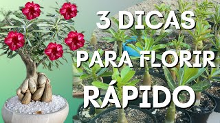 ✔️3 DICAS INFALÍVEIS PARA SUA ROSA DO DESERTO FLORIR RÁPIDO [upl. by Evonne]