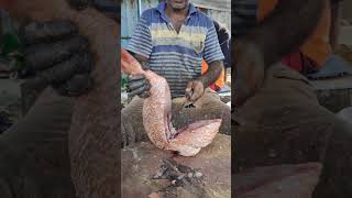 Red Snapper Fish Cutting❤️‍🔥⚡️🦈🗡 kasimedu fishing seafood fishcutting vadachennaimeenavan [upl. by Yanetruoc461]