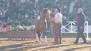 EXPO RURAL DE PALERMO GRAN RESERVADO POTRILLO CABALLO CRIOLLO BOX 1529 [upl. by Broek]