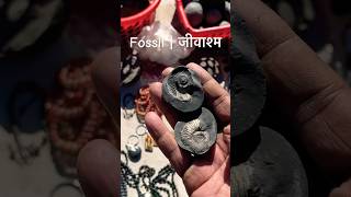 Fossil जीवाश्म  Fossils fossil virulshorts science  facts tranding [upl. by Agnew]