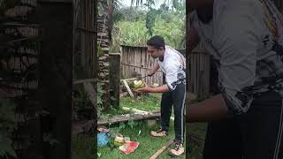 Como encontrar o Pão do coco você conhece Me conta se você jácomeusítio roça vlogcuriosidade [upl. by Colon]