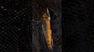 Autumn Brook trout bursting with color shorts brooktrout fishing autumn nature colorful [upl. by Frey110]