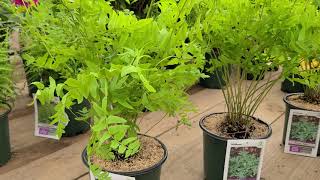 Osmunda regalis Royal Fern  Big Bold Regal and Easy to Grow NATIVE fern [upl. by Annenn]