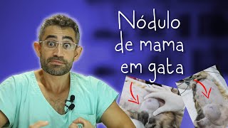 Hiperplasia mamária felina  Relato de caso da residência veterinária 19 [upl. by Renzo]