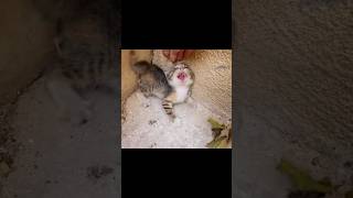 Spicy Kitten Hissing cat kitten [upl. by Sankaran]