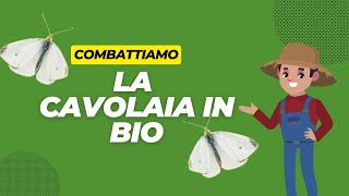 Cavolaia Impariamo a conoscerla e a combatterla in bio [upl. by Chellman]