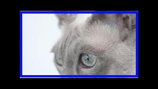 Feline parvovirus  infection symptoms and treatment [upl. by Oironoh]