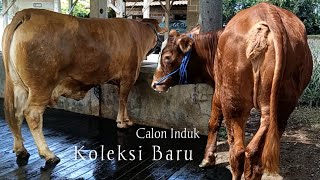 Sapi Calon Induk Limousin Cross Koleksi Baru Mahal Ndak Lurr❓ [upl. by Luapnhoj]