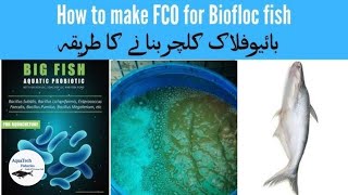 How To Prepare FCO For BioFloc Fish And Shrimp Farming  Biofloc Water FCO Preparation  Probiotics [upl. by Samau292]