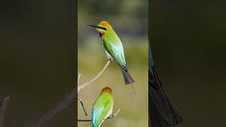 The Bird That Sounds Like A Cricket  Rainbow Beeeater birds birdcall [upl. by Warchaw]