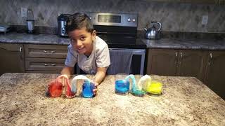 Capillary action with walking water colors  Kids science experiment [upl. by Gader]